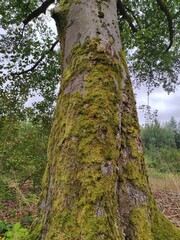 Sehr alter Baum mit Moos