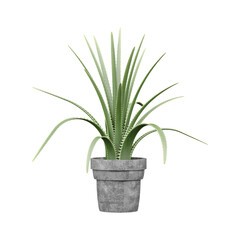Green Aloe vera plant in pot isolated on Canvas