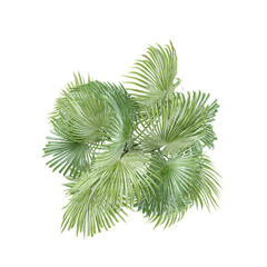 collection of Palm branch plant isolated on transparent Canvas from the top view