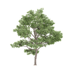 Obraz premium 3d rendering of Cottonwood plant isolated on transparent Canvas