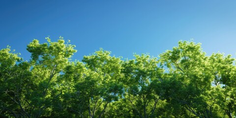 Obraz premium Green tree tops against blue sky side perspective springtime