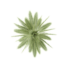 3D rendering of Topview of Date palm tree in transparent Canvas
