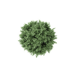 3D rendering of Topview of Common juniper tree in transparent Canvas