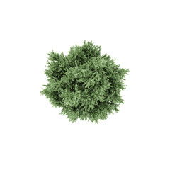 Fototapeta premium Top view of Common juniper Plant isolated on transparent Canvas