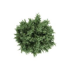 Topview of Common juniper tree isolated on transparent Canvas