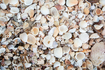 Seashells Texture on the Beach, Assorted Beach Shells.
