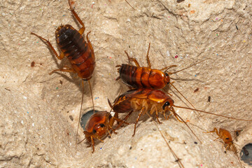 Red runner cockroach, Close-up cockroach insects commonly used as pet food.