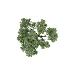 Obraz premium 3D rendering of Topview of Populus sect Aigeiros Plant in transparent Canvas
