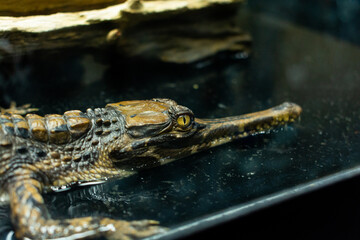Baby gavial in the exhibition at zoo, Close-up baby gavial.