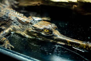 Baby gavial in the exhibition at zoo, Close-up yellow eye of baby gavial