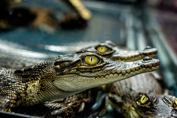 Baby crocodile in the exhibition at zoo, Close-up yellow eye of baby crocodile