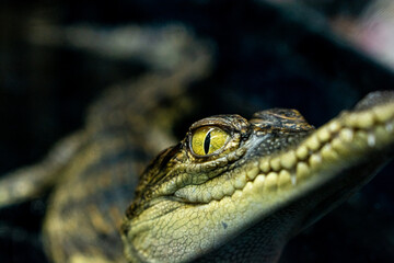 Close-up Baby crocodile in the exhibition at zoo, Close-up yellow eye of baby crocodile