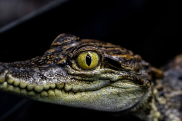 Close-up Baby crocodile in the exhibition at zoo, Close-up yellow eye of baby crocodile