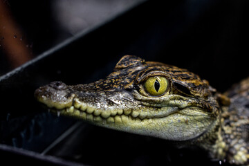 Close-up Baby crocodile in the exhibition at zoo, Close-up yellow eye of baby crocodile