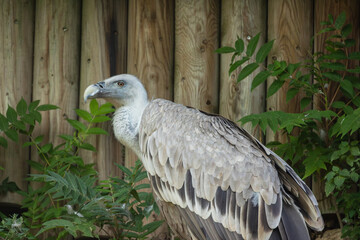 vautour africain, en gros plan, dans un parc animalier