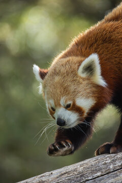 panda roux, en gros plan, sur une branche d'arbre