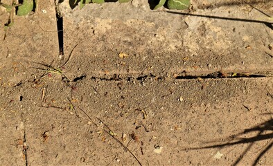 Ant hole with two tiles in the sidewalk. Ants Teamwork. Insects, bugs. Urban Wildlife
