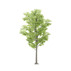3d rendering of Luxuriant tree
