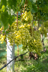 Row of vines in a vineyard with bunches of grapes