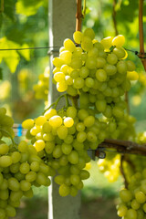 A bunch of grapes hanging on a vine in a vineyard