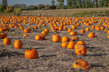Many pumpkins at pumpkin patch u-pick farm where people of all ages and genders can pick the...