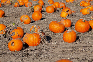 Closeup huge pumpkins at pumpkin patch u-pick farm where people of all ages and genders can pick the pumpkins themselves. Fun fall activity before Halloween. High quality picture for download. 