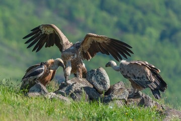 Griffon vultures quarrel over food