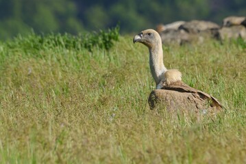 Griffon Vulture