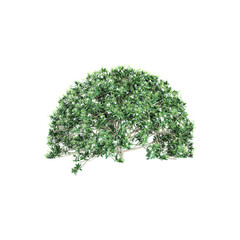 Obraz premium collection of Tabernaemontana divaricata Plant isolated on transparent Canvasw