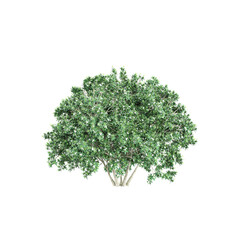 collection of Tabernaemontana divaricata plant  with realistic style