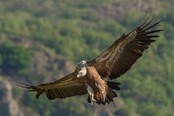 Griffon vulture in flight