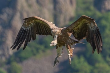 Griffon vulture in flight
