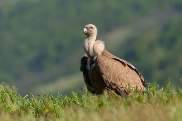 Griffon Vulture