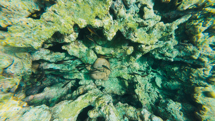 Underwater View of Small Fish Swimming Among Coral Reefs