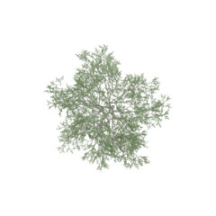 collection of Cherry Tree isolated on transparent Canvas from the top view