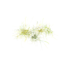 Top view of Wild field grass isolated on canvas