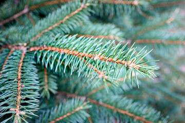 Green sprout of the European spruce. Picea abies, the Norway spruce or European spruce species of spruce native to Northern, Central and Eastern Europe.