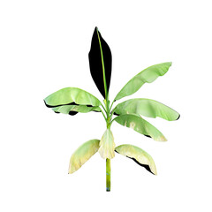 3d illustration of Hardy banana plant isolated on transparent canvas