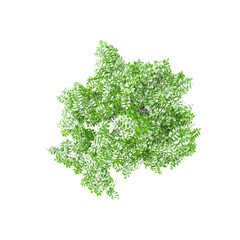 Fototapeta premium Top view of Acacia plant isolated on transparent Canvas