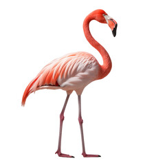 Fototapeta premium pink flamingo transparent background 