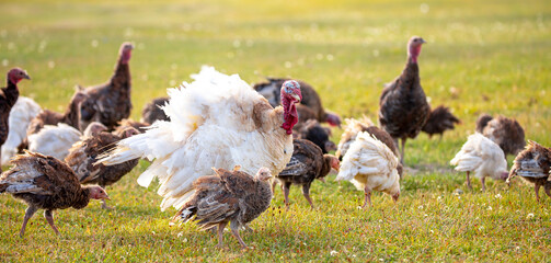 Turkeys walk on the grass in a green meadow in a pasture. Animal husbandry and agriculture in the mountains. Handsome male turkey close-up.