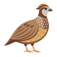 Illustration of Quail Isolated on white