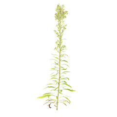 beautiful Horseweed plant isolated on Canvas