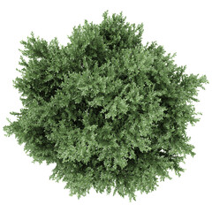 Obraz premium collection of Juniper plant isolated on transparent Canvas from the top view