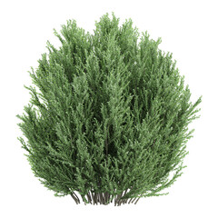 collection of Juniper plant with realistic style