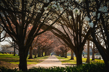The photo showcases the beautiful scenery on both sides of the Lake Burley Griffin