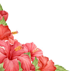 Corner hibiscus flowers and leaves watercolor isolated illustration.