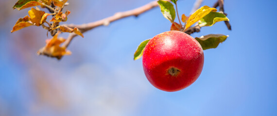 Harvest of apples on a plantation in the garden. Fruit trees with apples. Ripe fruits on the branches of a tree. Gardening in agriculture.