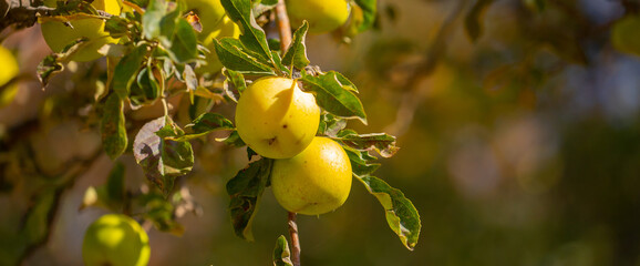 Harvest of apples on a plantation in the garden. Fruit trees with apples. Ripe fruits on the branches of a tree. Gardening in agriculture.