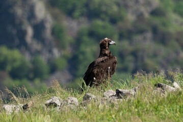 Cinereous Vulture